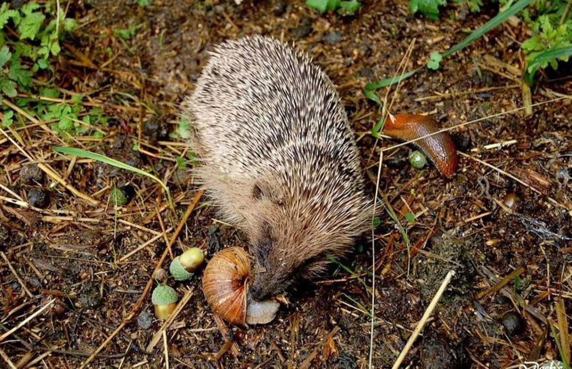 Comment nourrir un hérisson dans son jardin ?