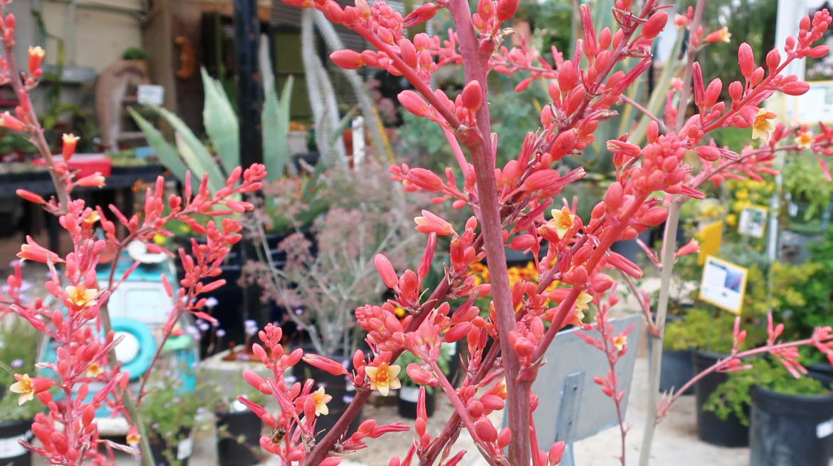 Comment obtenir une plante qui résiste au manque d'eau ?