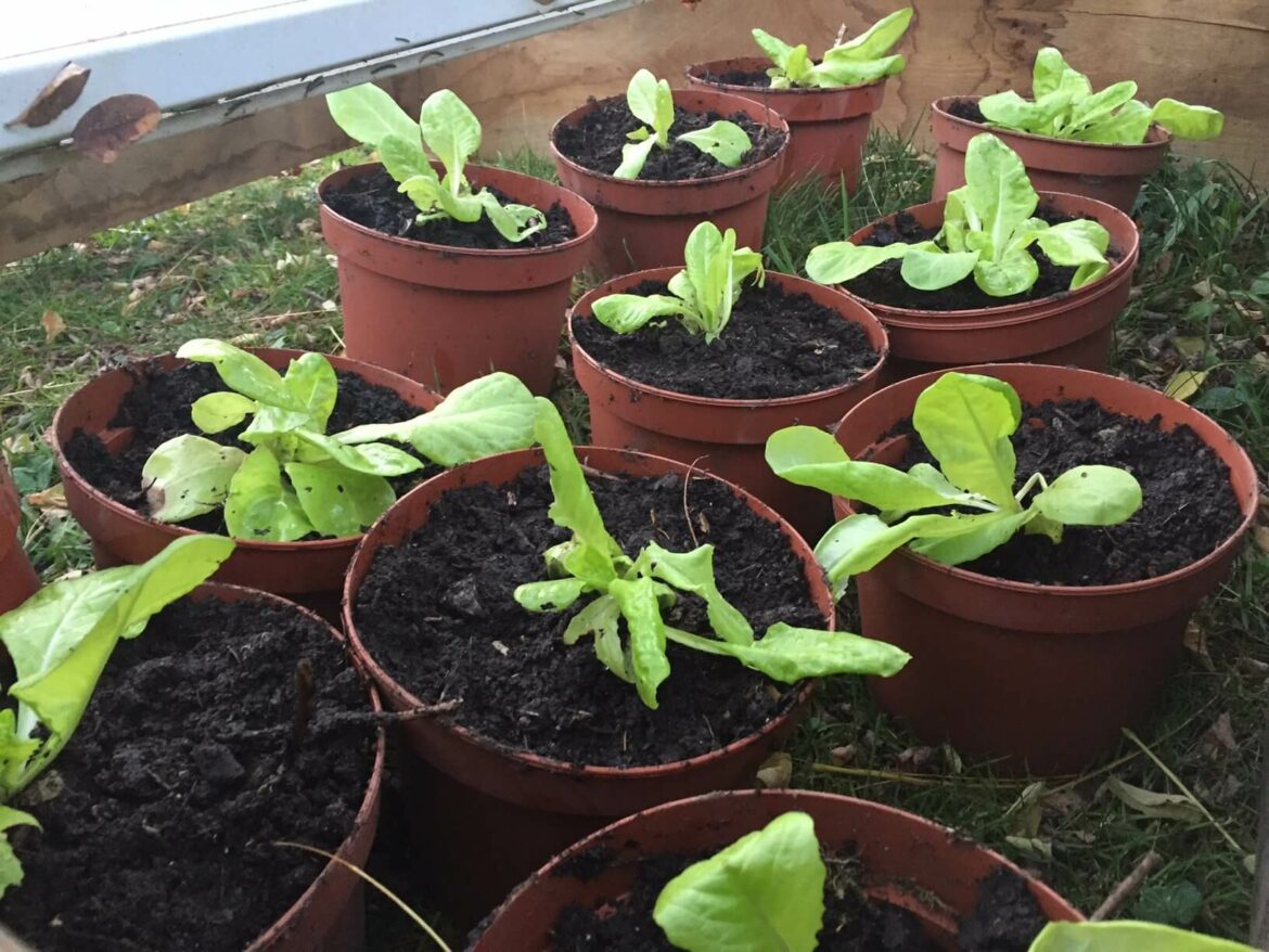 Comment planter de la laitue en pleine terre ?