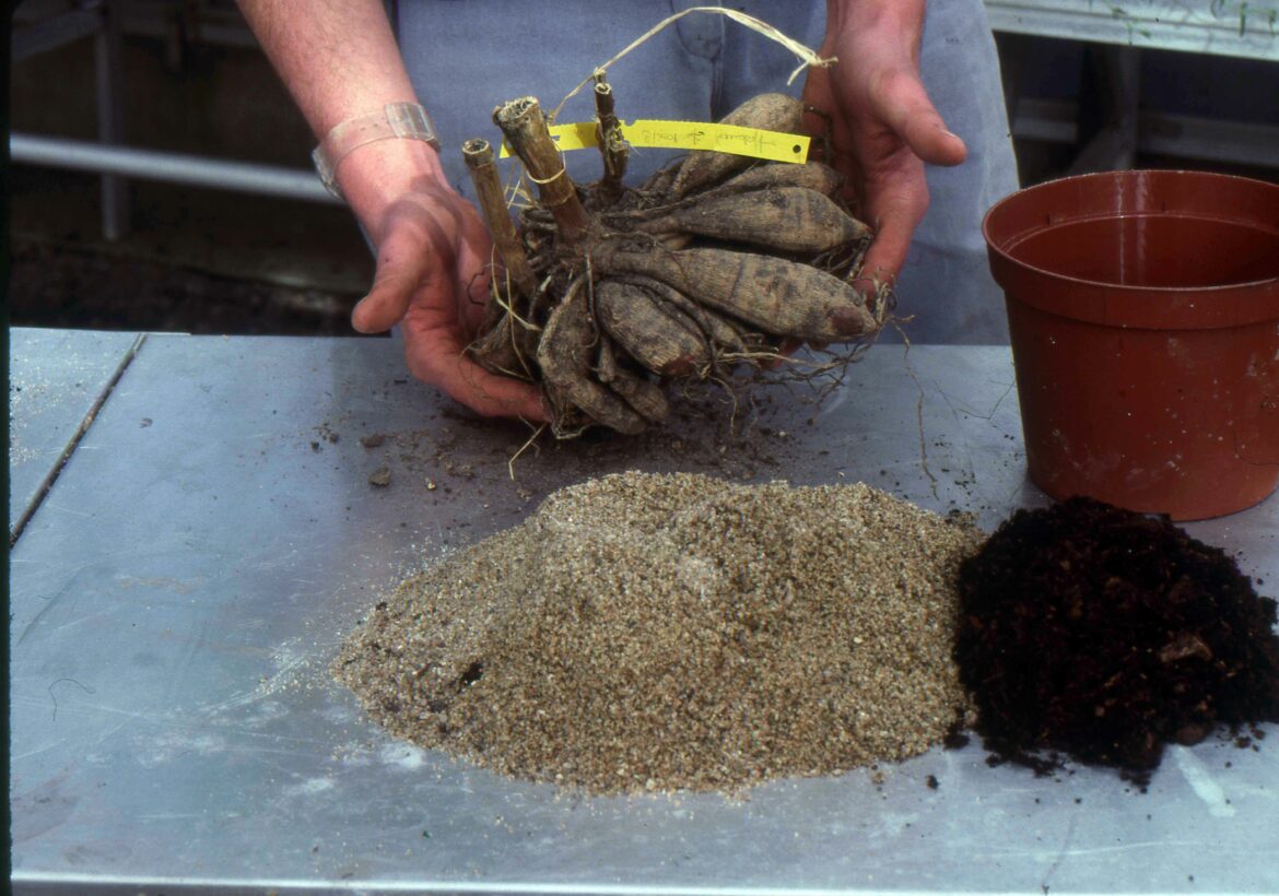 Comment planter des dahlias en pleine terre ?