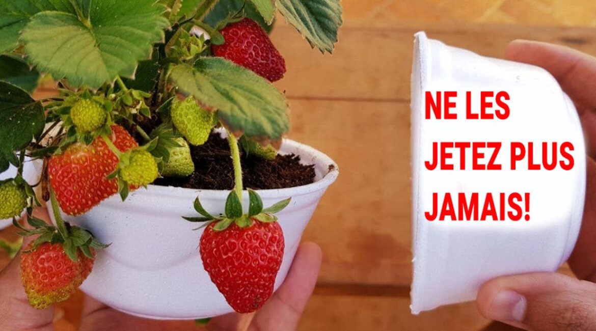 Comment planter des fraises dans une tour ?