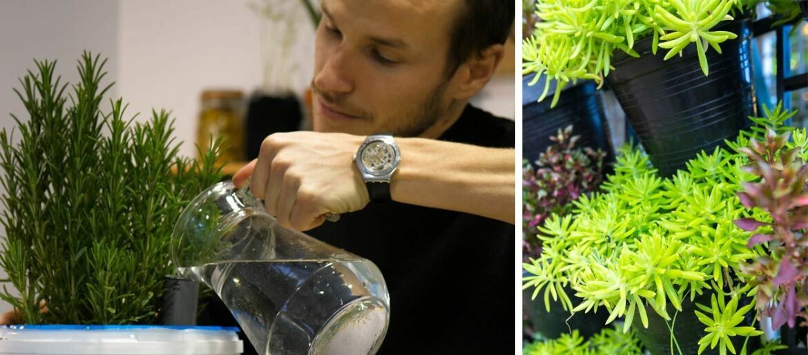 Comment planter des plantes dans un bac à réserve d'eau ?