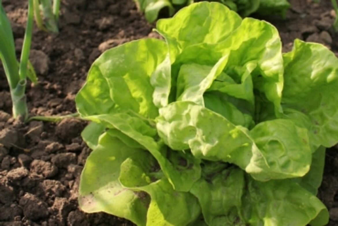 Comment planter des plants de salade ?