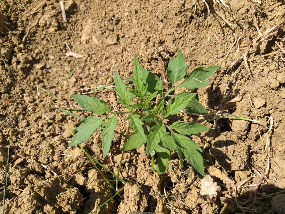 Comment planter du pourpier en pleine terre ?