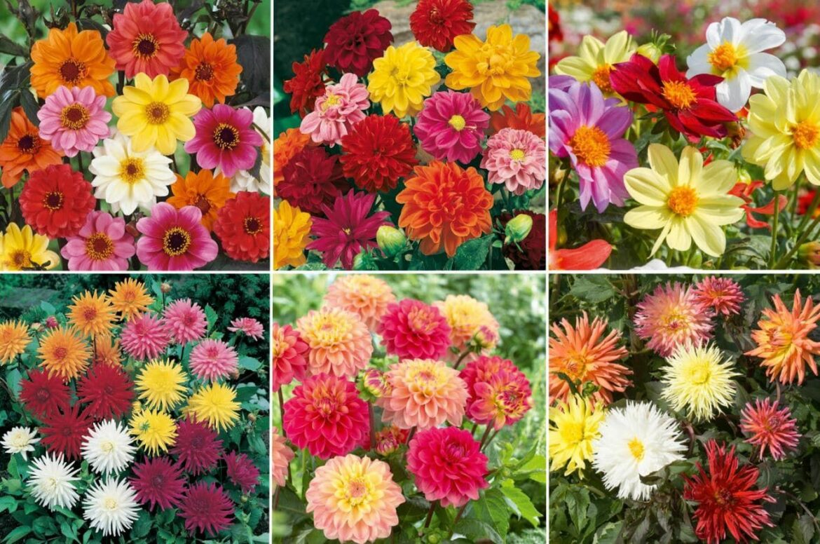 Comment pousse les dahlia ?