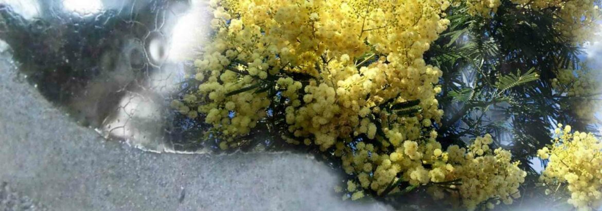 Comment protéger un mimosa pour l'hiver ?