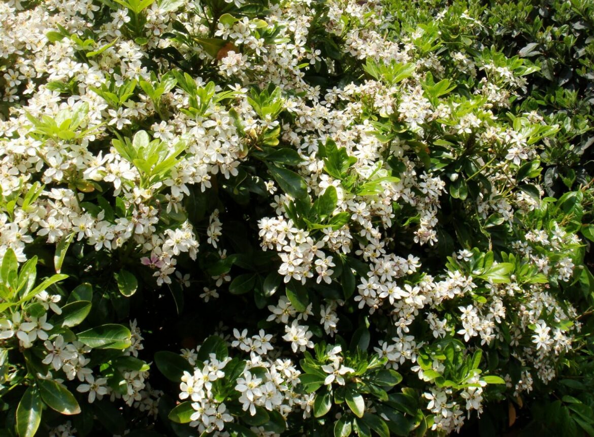 Comment rabattre un oranger du Mexique ?