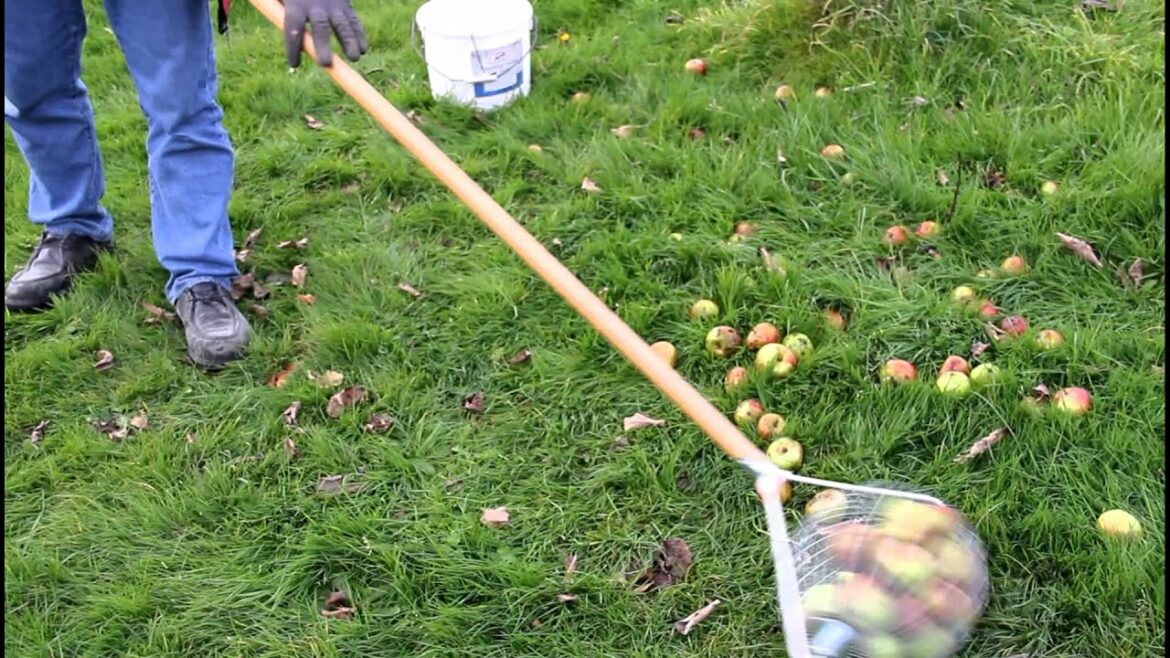 Comment ramasser des pommes de pin ?