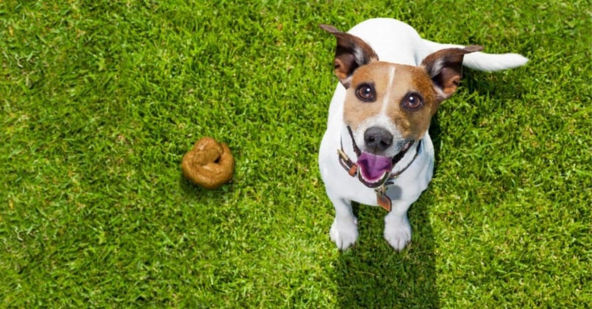 Comment rassurer son chiot la nuit ?