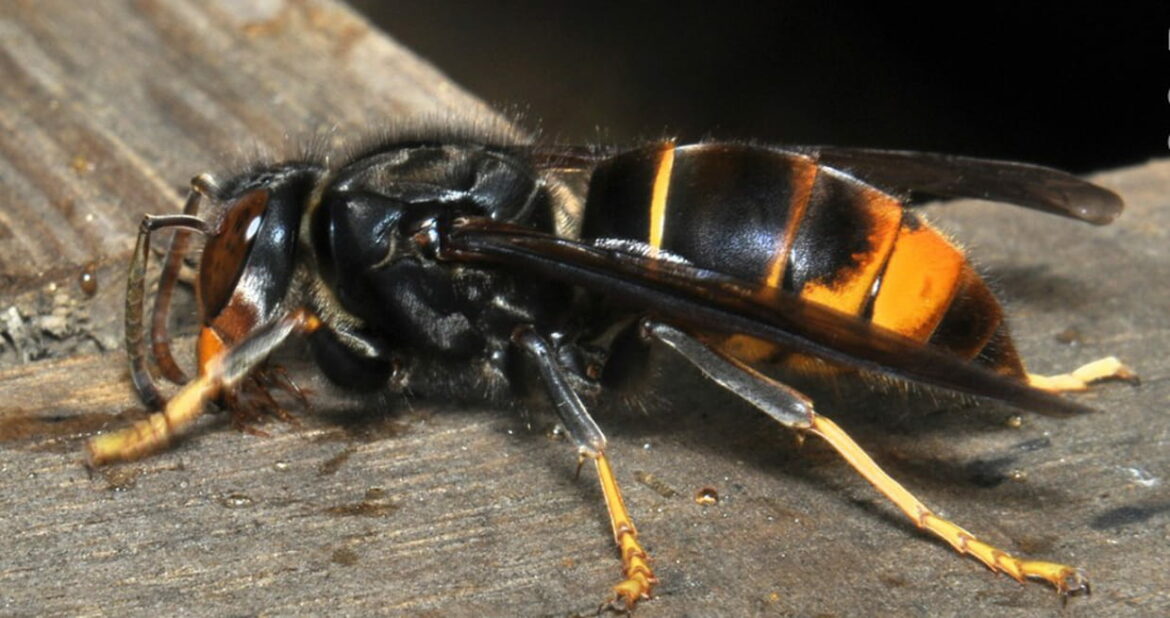 Comment reconnaître frelon ?