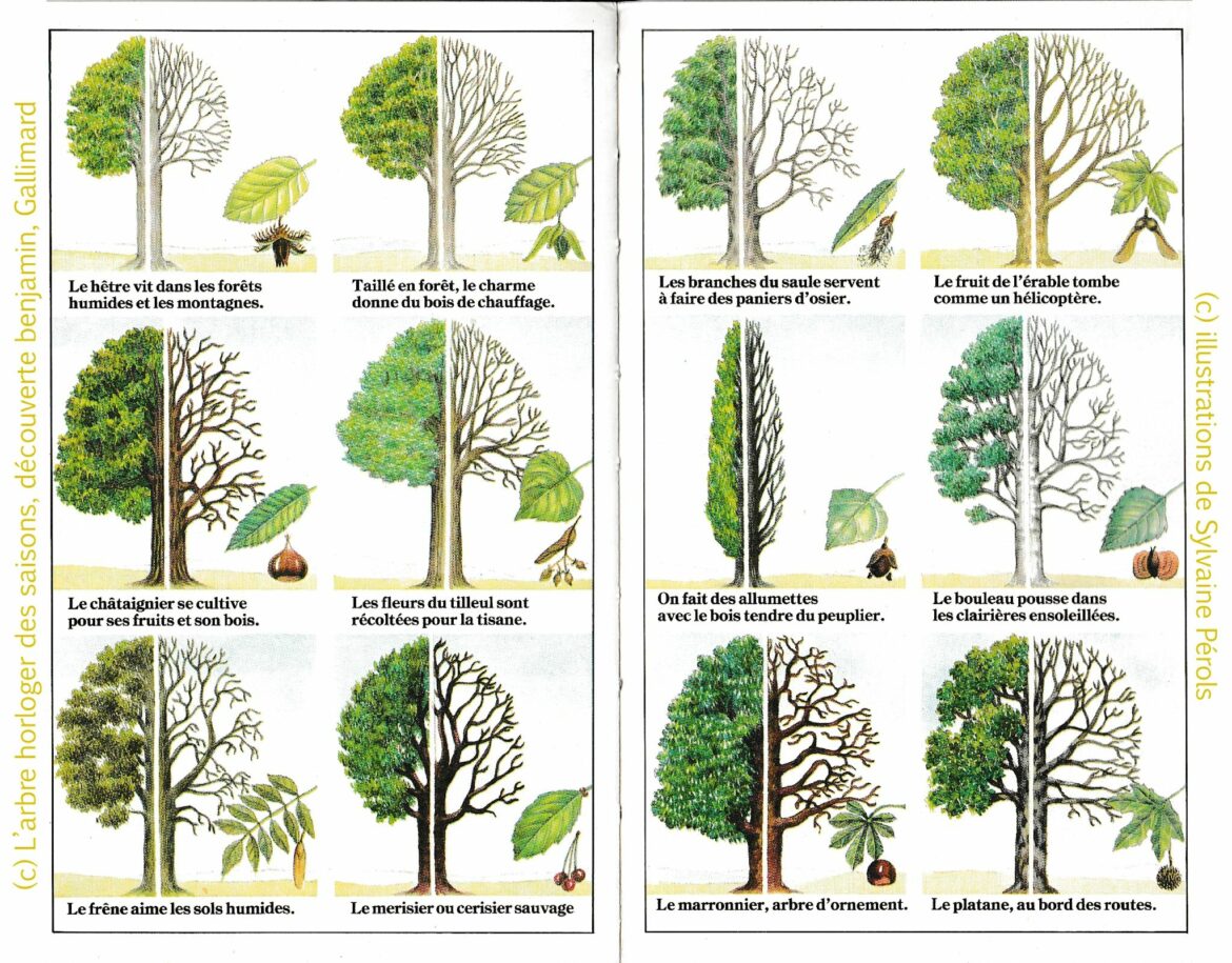 Comment reconnaître le nom d'un arbre ?