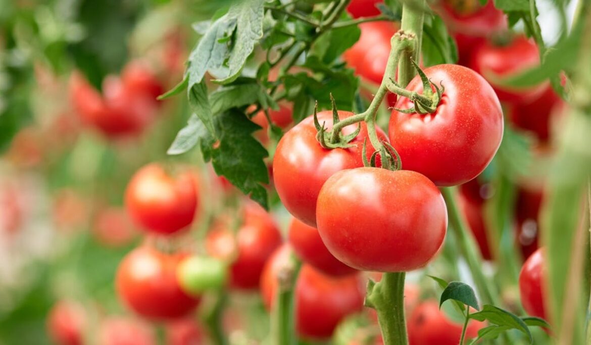 Comment reconnaître le virus de la tomate ?