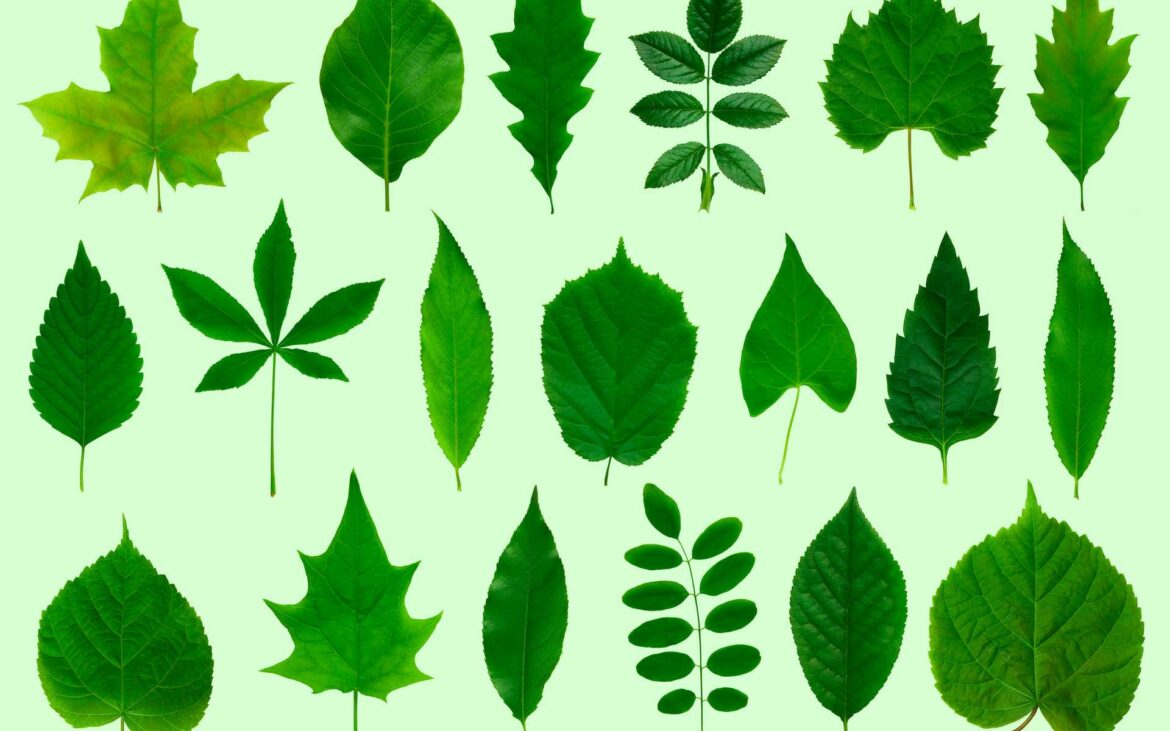 Comment reconnaître un arbre grâce à ses feuilles ?