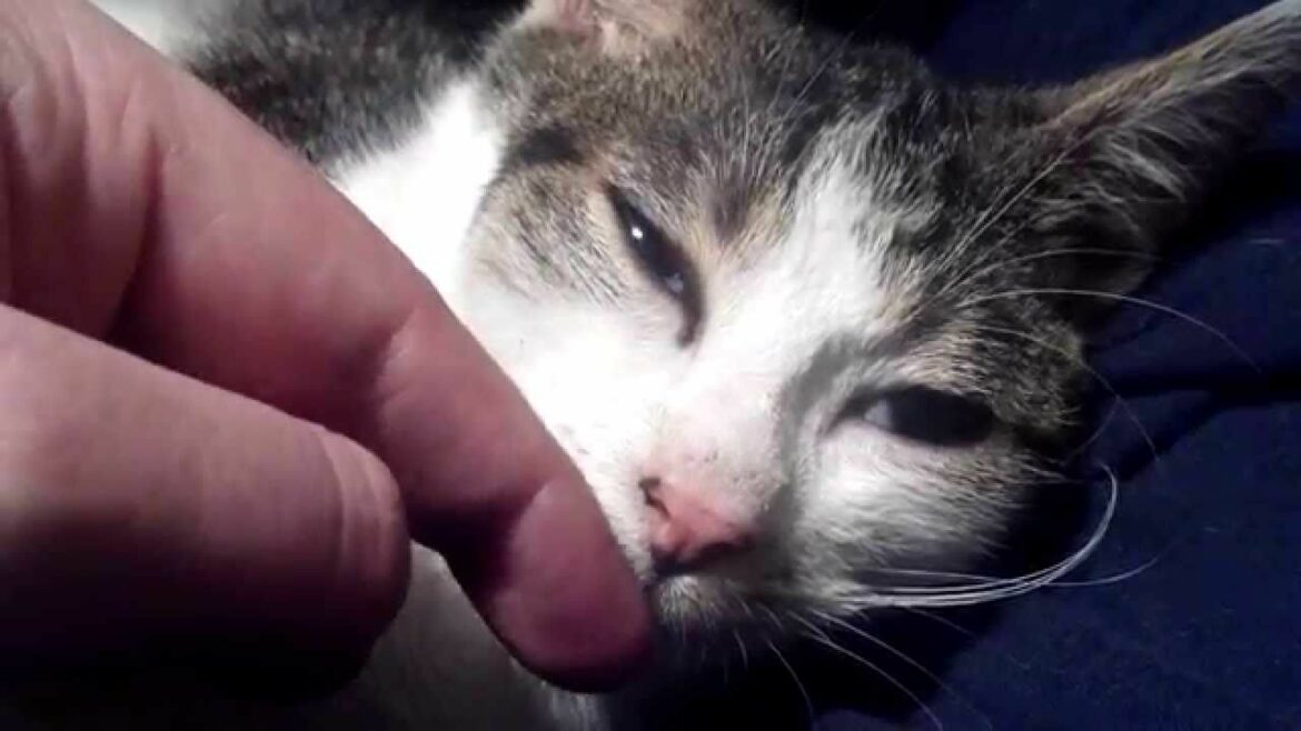 Comment reconnaître un olivier malade ?