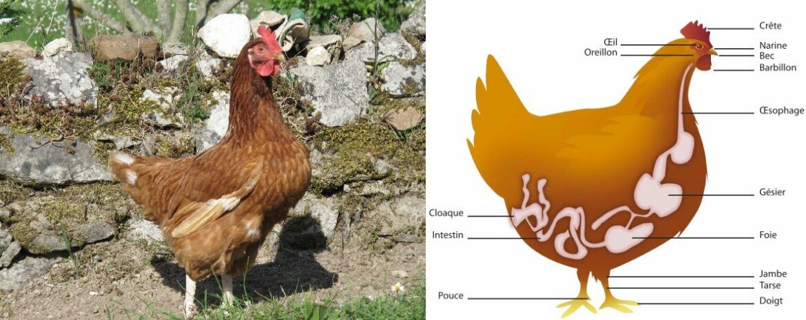 Comment reconnaître une poule qui pond ?