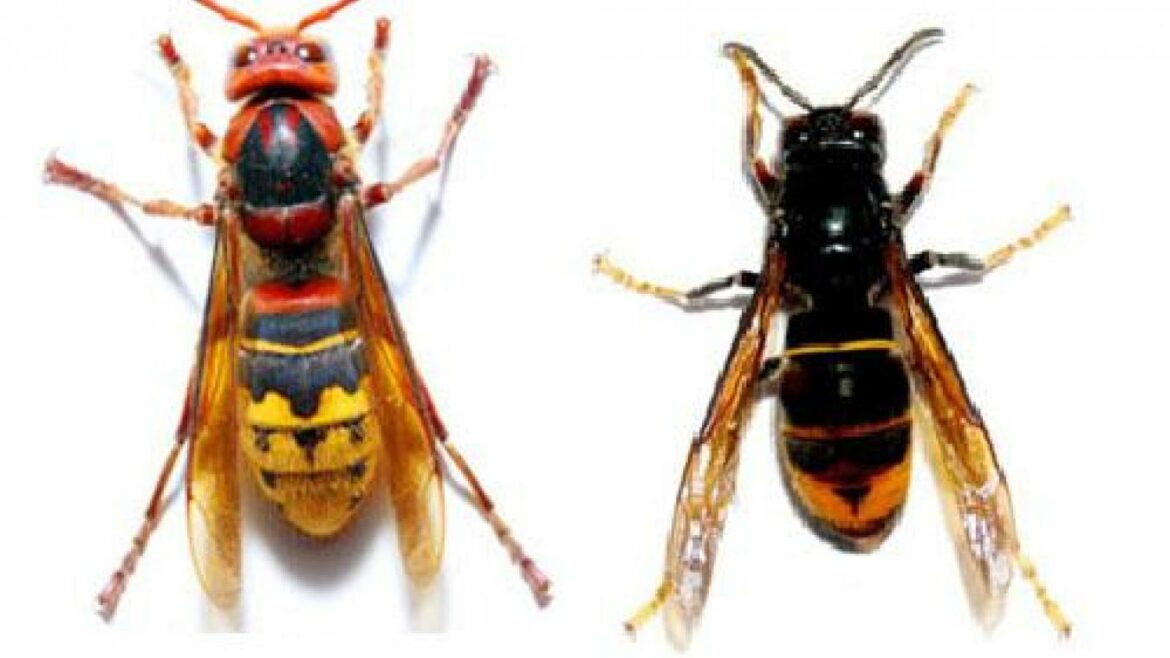 Comment reconnaître une reine frelon européen ?