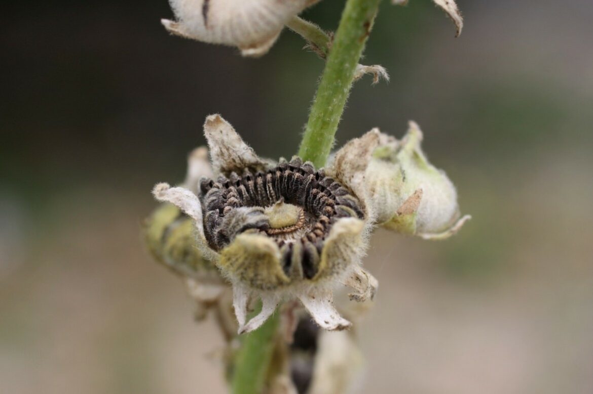 Comment récupérer les graines de roses trémières ?