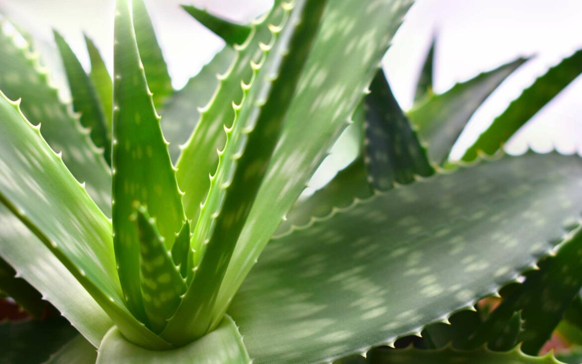 Comment redresser aloe vera ?