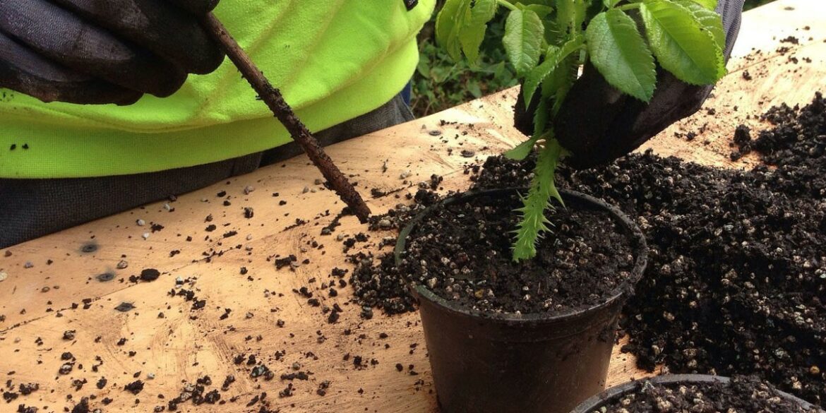 Comment remplacer hormone bouturage ?