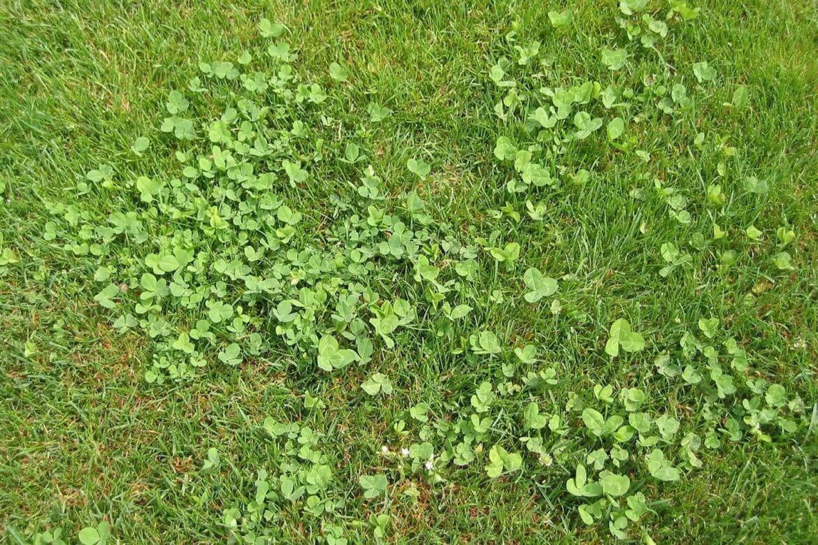 Comment remplacer mauvaises herbes par gazon ?