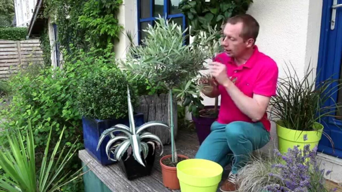 Comment rempoter un olivier dans un pot ?