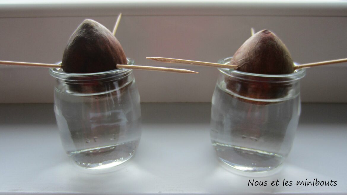 Comment réussir à faire germer un noyau d'avocat ?