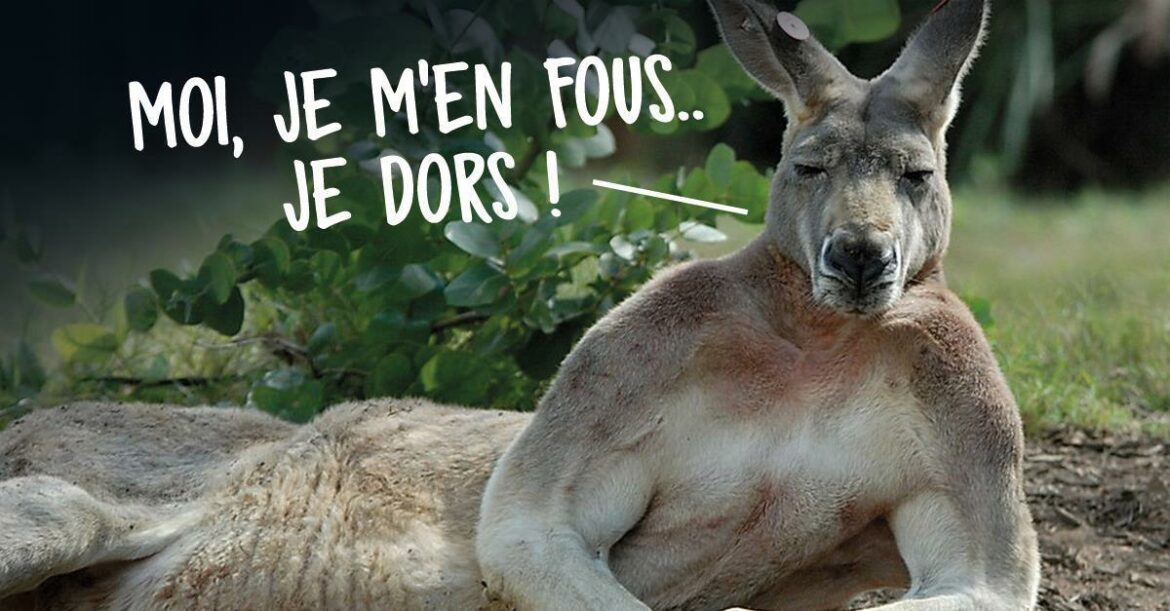 Comment s'appelle la famille des oiseaux ?