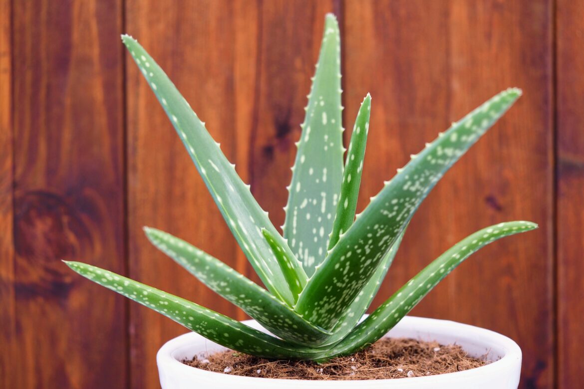 Comment sauver ma plante aloe vera ?