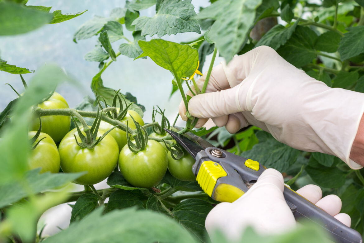 Comment sauver mes plants de tomates ?