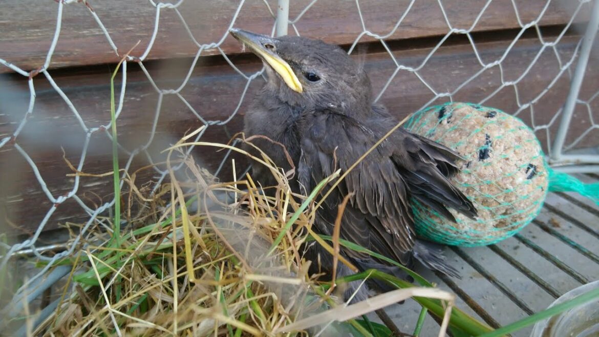 Comment sauver un petit oiseau ?