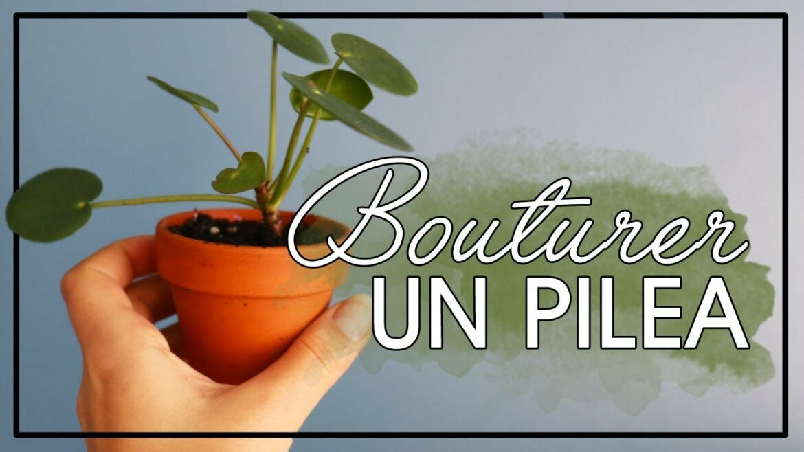 Comment sauver un pilea ?