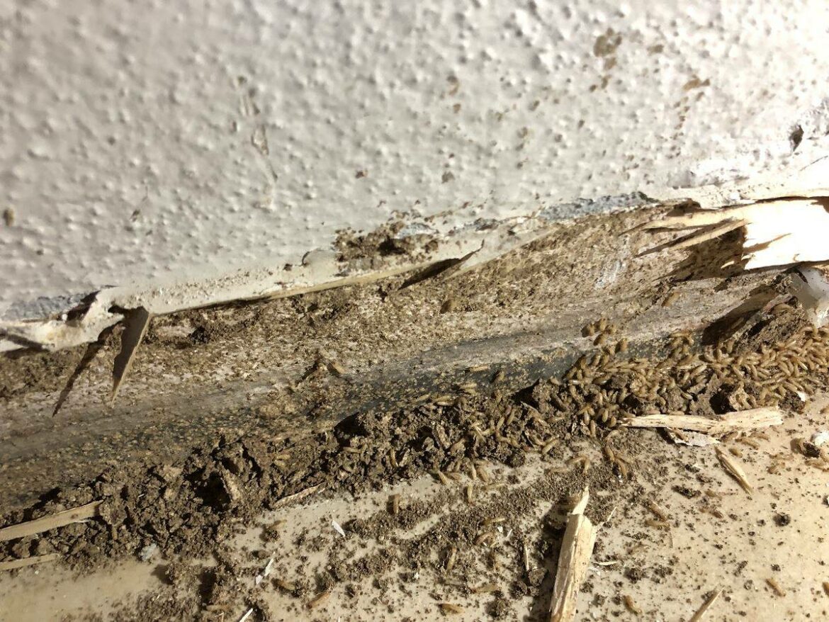 Comment savoir si l'on a des termites ?