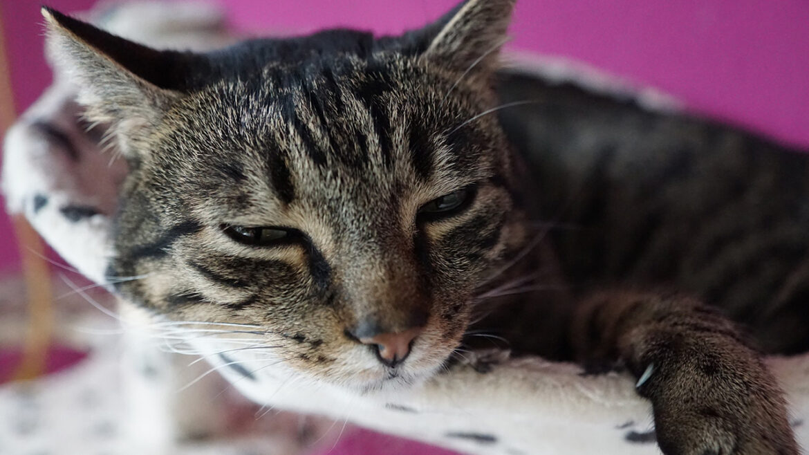 Comment savoir si mon chat est un Norvégien ?