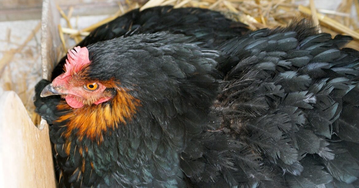 Comment se comporte une poule qui va mourir ?