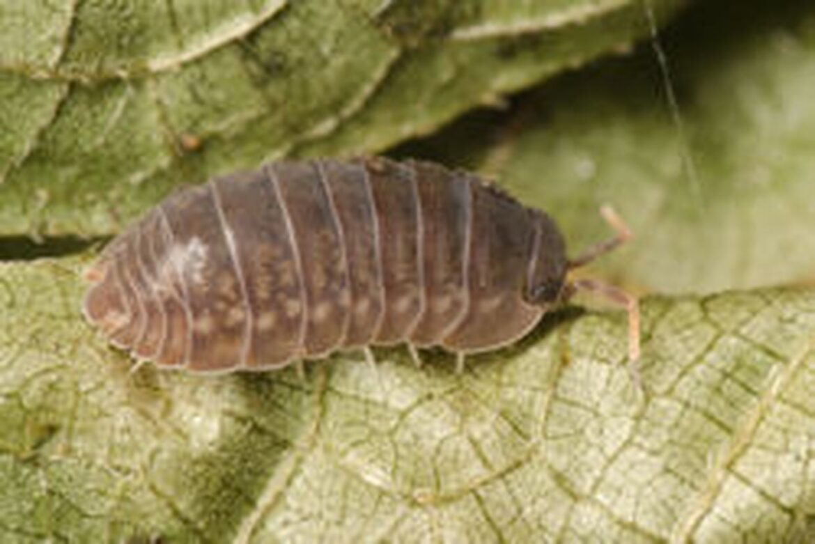 Comment se débarrasser des cloportes dans la maison ?