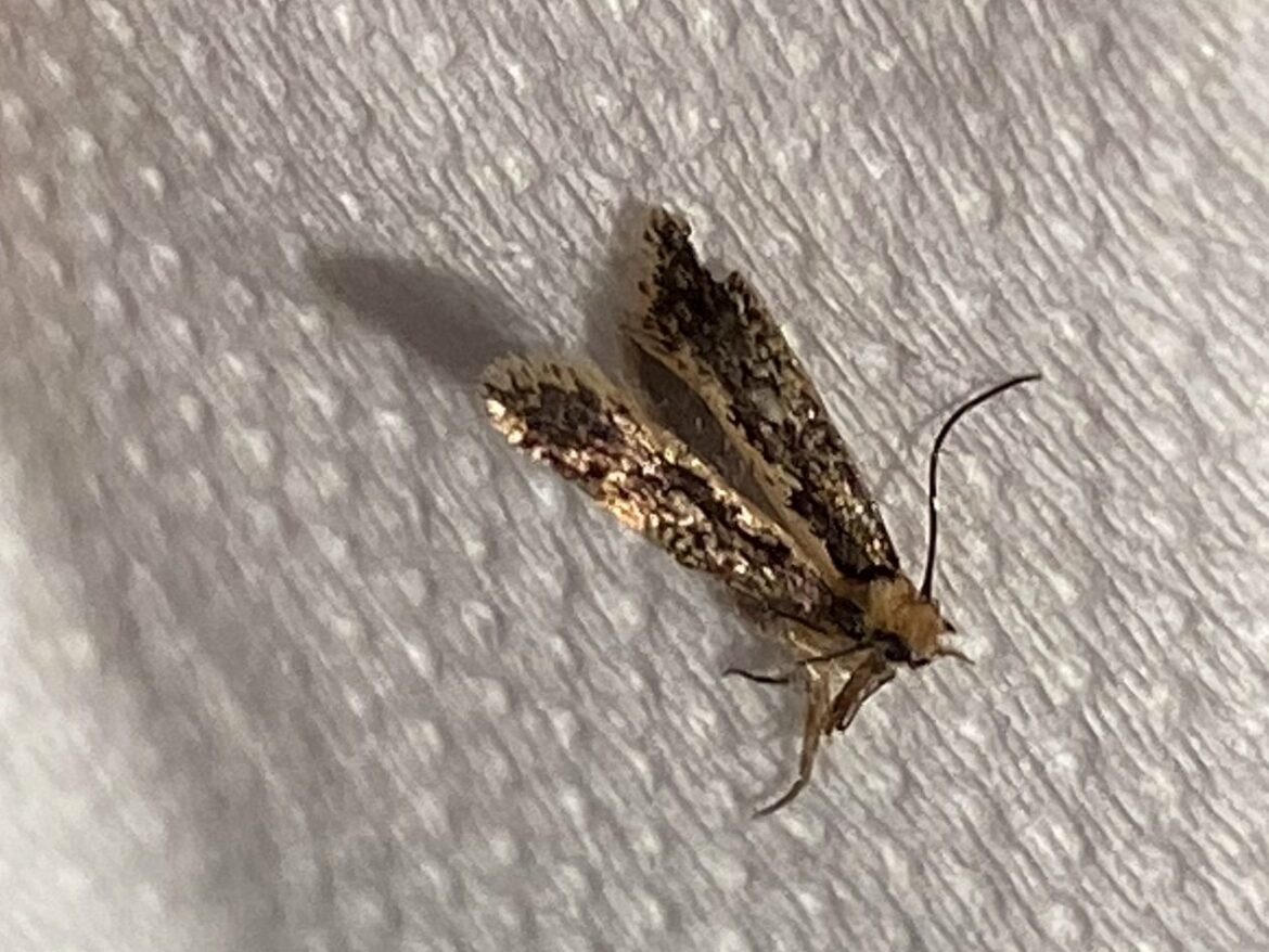 Comment se débarrasser des mites dans la maison ?