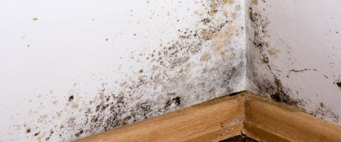 Comment se débarrasser des moisissures dans la maison ?