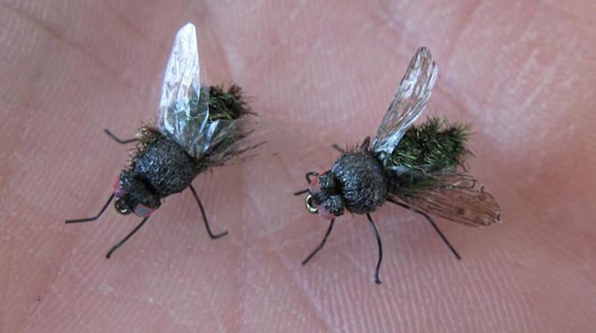 Comment se débarrasser des mouches Psychodidae ?