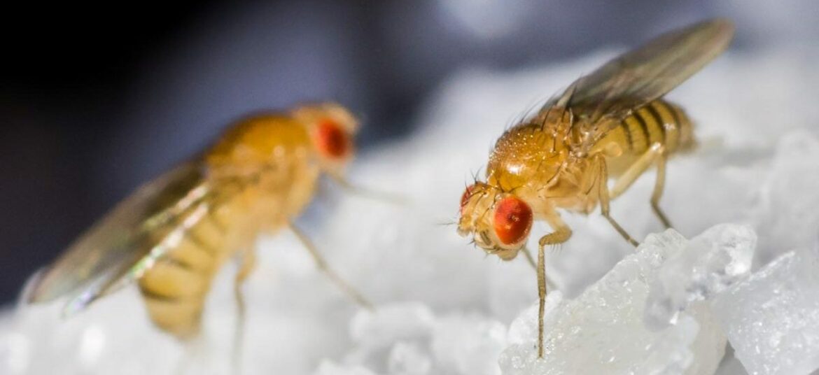 Comment se débarrasser des mouches à damier ?