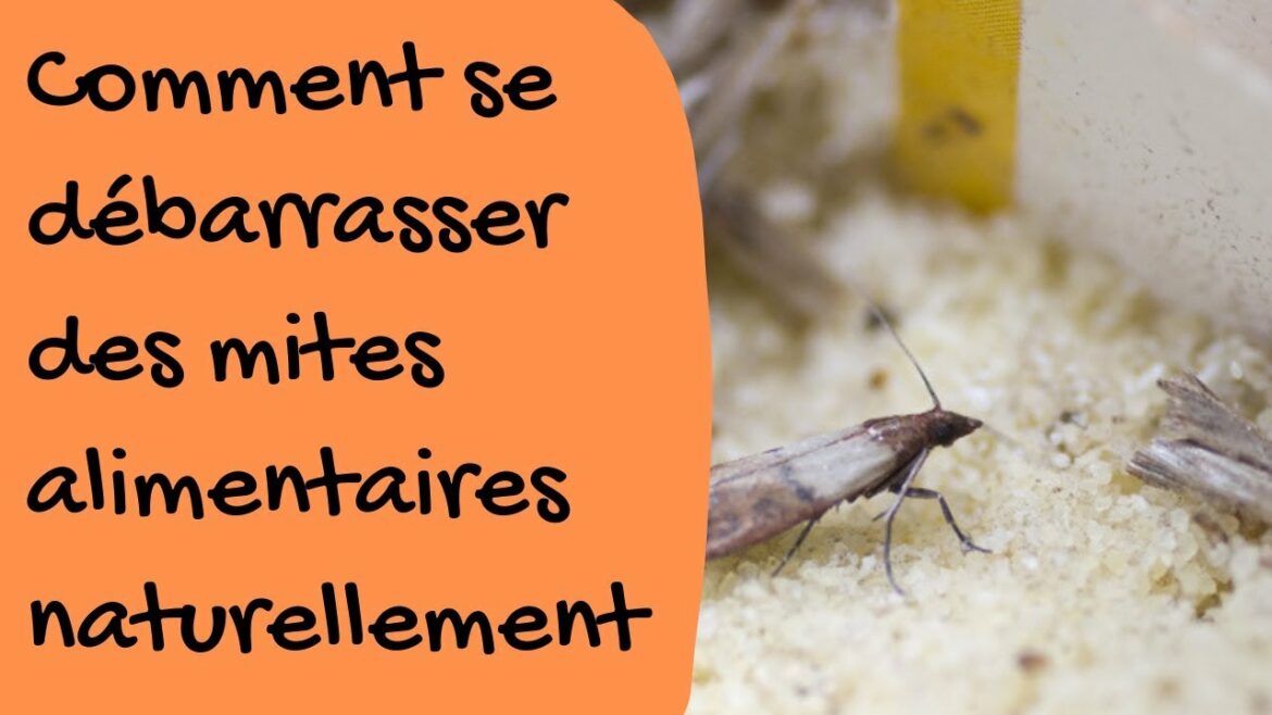 Comment se débarrasser des mouches définitivement ?