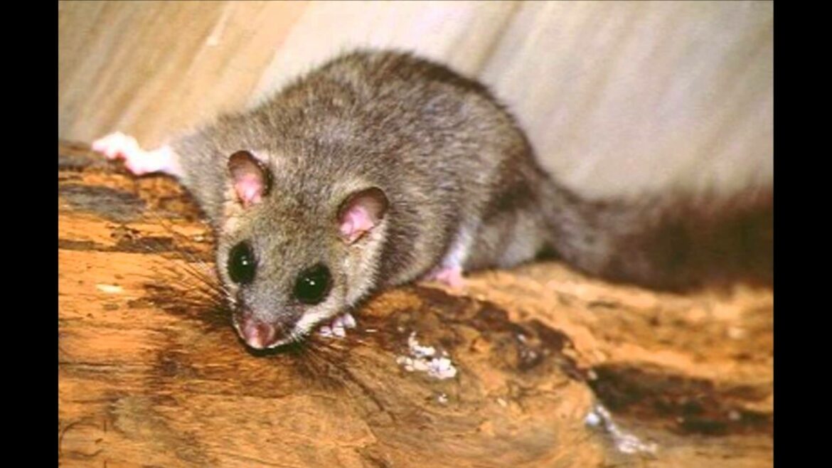 Comment se débarrasser des papillons de nuit dans la maison ?