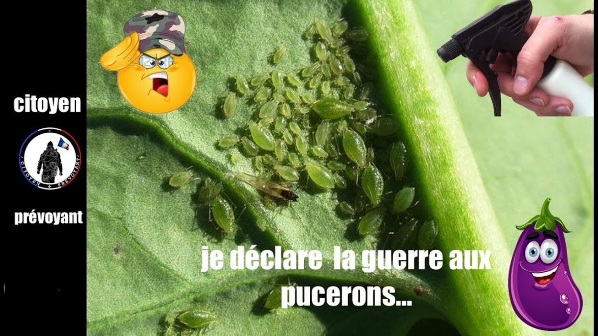 Comment se débarrasser des pucerons une fois pour toute ?
