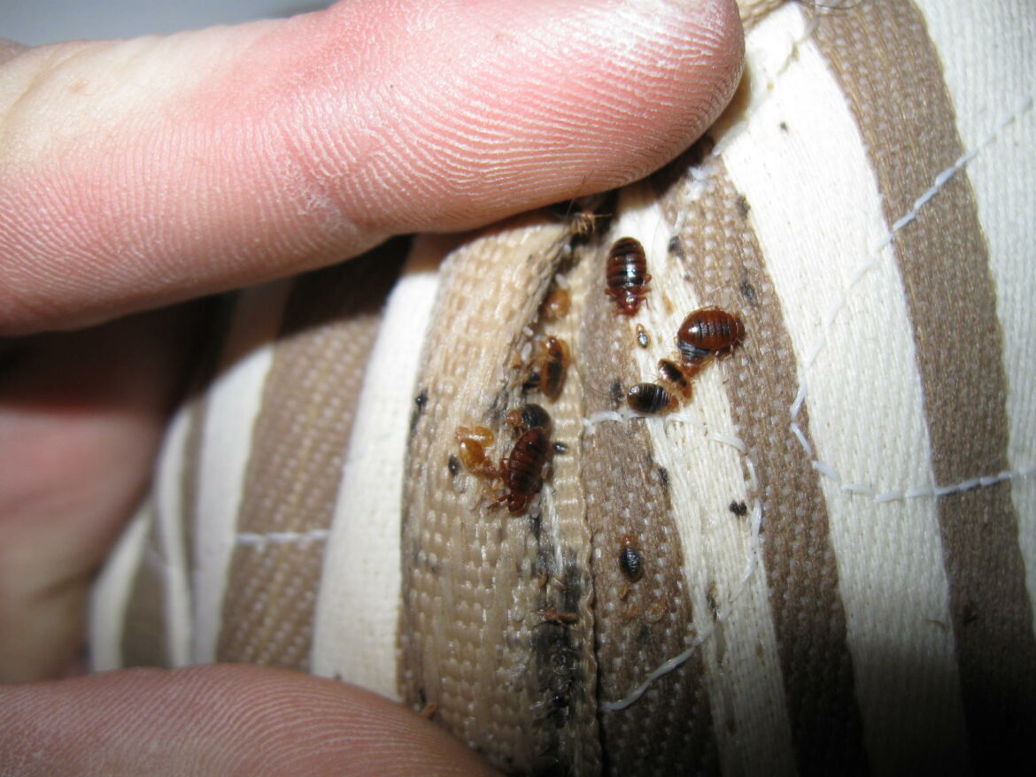 Comment se débarrasser des puces de sol ?