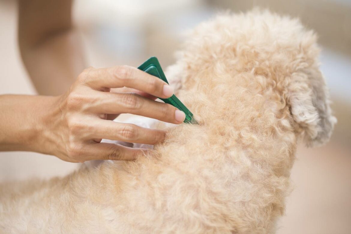 Comment se débarrasser des puces recette de Grand-mère ?