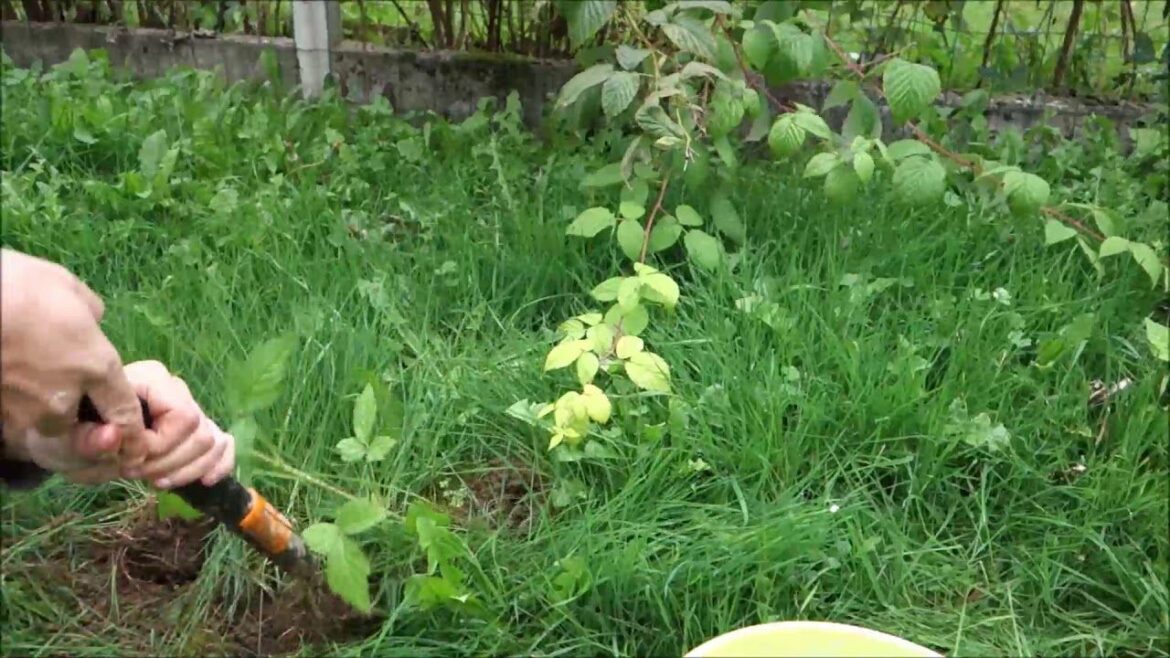 Comment se débarrasser des rejets de lilas ?