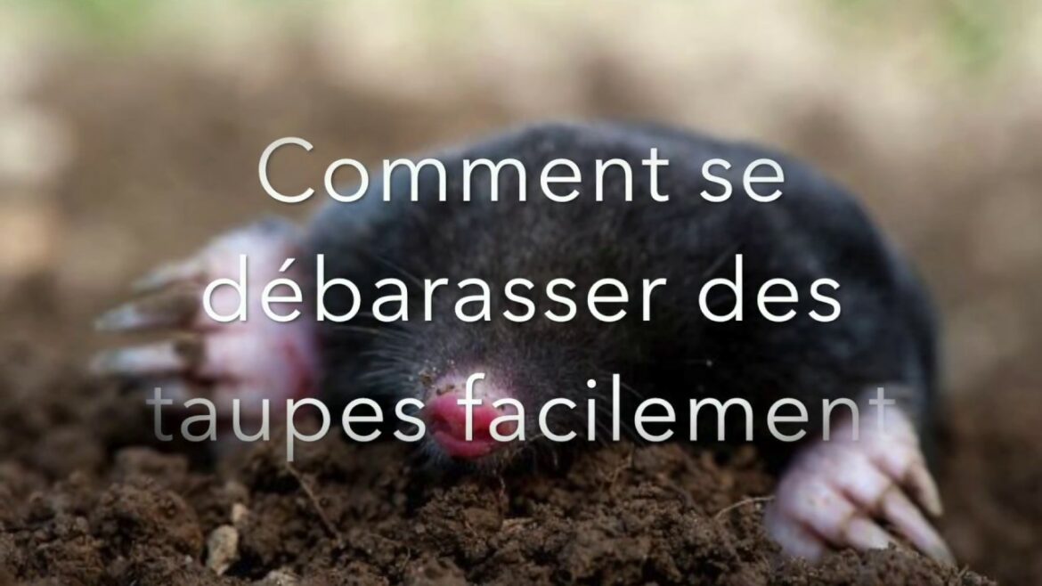 Comment se débarrasser des taupes ?
