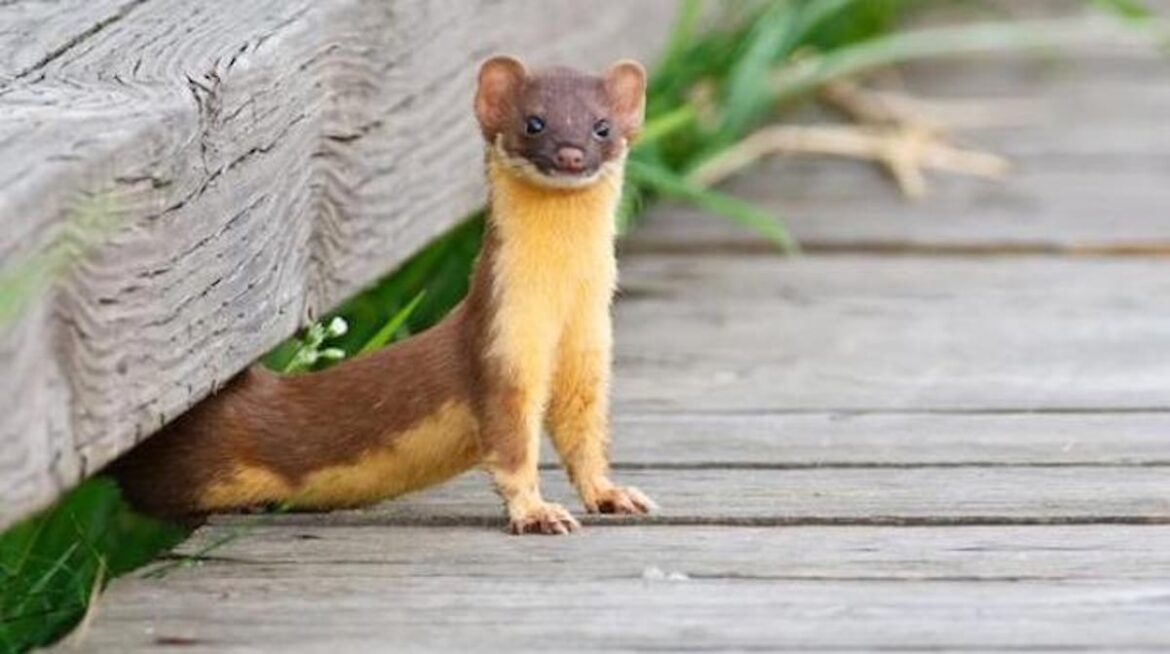 Comment se débarrasser d'une fouine sous les toits ?