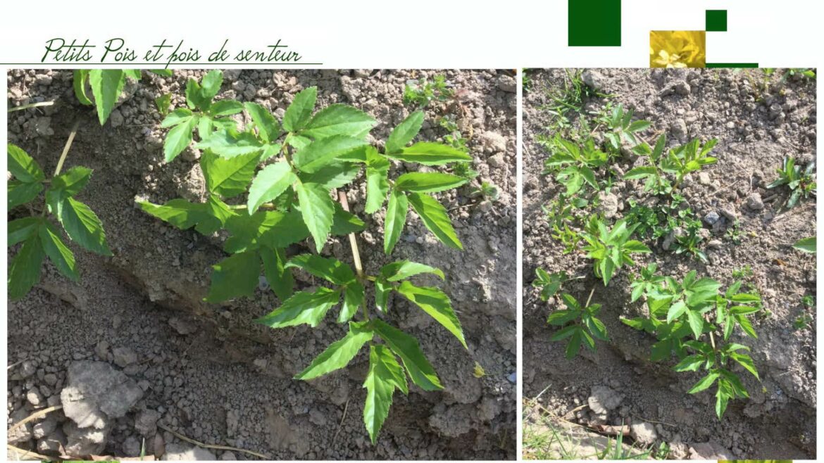 Comment se forme l'herbe ?