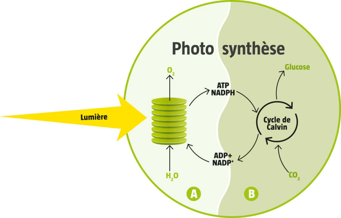 Comment se réalise la photosynthèse ?