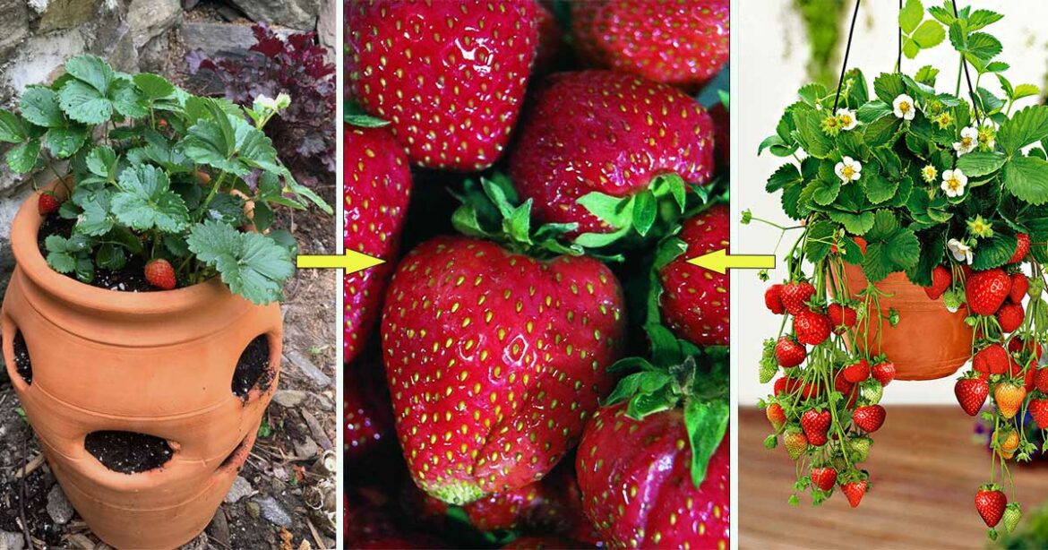 Comment s'occuper d'un plant de fraise ?